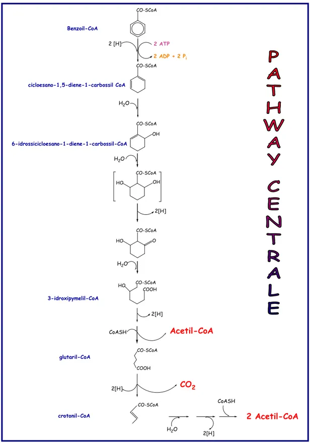 Figura  2.  Pathway  centrale  della  degradazione  anaerobica  dei  composti  aromatici