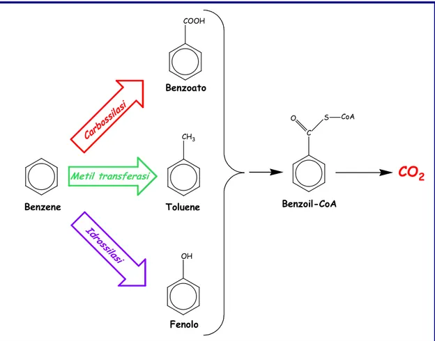 Figura 4. Reazioni iniziali coinvolte nella degradazione anaerobica del benzene in 