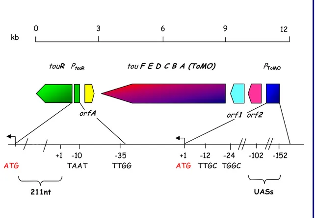 Figura 28. Organizzazione della regione comprendente il cluster tou e il gene touR nel 