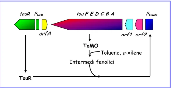 Figura 31: TouR attiva la trascrizione dal promotore P ToMO  in risposta agli effettori fenolici 