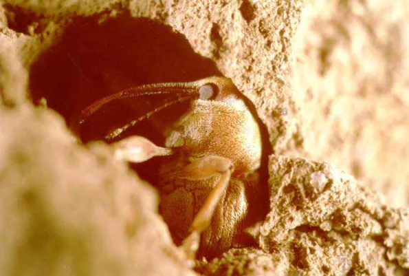 Fig. 18: Femmina di Curculio propinquus all’interno della celletta di svernamento; 