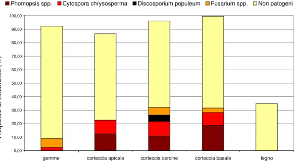 Figura 13. Casale Monferrato, 2007. Frequenze di isolamento (%) di endofiti fungini su parti diverse di  pioppelle al secondo anno di vivaio del clone ‘I-214’