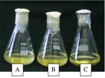 Fig. 51. Inoculazioni del batterio Brenneria nigrifluens su Nutrient Broth (A), su  Nutrienth  Broth  addizionato  a  filtrato  colturale  di  Fusarium  solani  in  rapporto  50:50 (B), in confronto con il testimone con solo Nutrient Broth (C) 