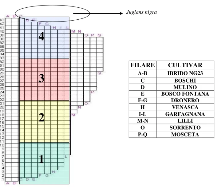 Fig.  8.    Planimetria  dell’impianto  sperimentale  di  San  Matteo  delle  Chiaviche  (MN),  con  indicate le 4 aree analizzate e  le cultivars presenti nei relativi filari