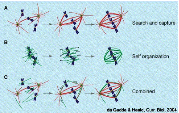 Figura 3 .  Modelli di formazione del fuso mitotico. (A) Modello “search and capture”: i microtubuli nucleati dai centrosomi incontrano i cromosomi, prendono contatto con i cinetocori e vengono così stabilizzati e formano il fuso; (B) Modello “self organiz