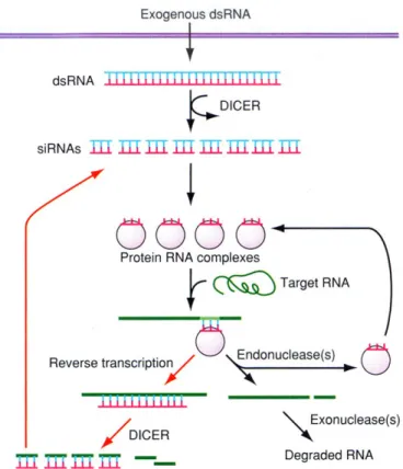 Figura  5.  In  questo  schema  è  mostrato  il  meccanismo  di  funzionamento  dell’RNA  interference  (RNAi)