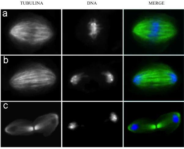 Figura 6 .  Preparati  citologici  di  cellule  in  coltura  S2  di  Drosophila  nelle  principali  fasi  della  mitosi,  quali metafase (a), anafase (b) e telofase (c)