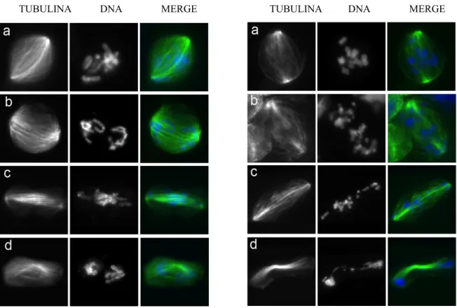 Figura 7.  Esempi di fenotipi mitotici ottenuti mediante RNAi in cellule S2 di Drosophila  melanogaster: (a) metafase;  (b)  pseudoanafase  A;  (c)  pseudoanafase  B;  (d)  pseudotelofase