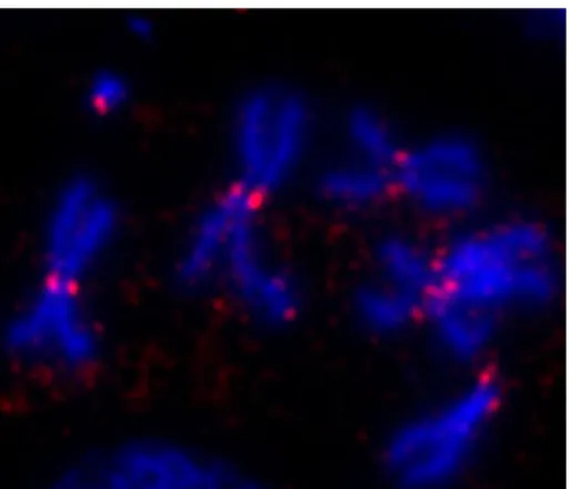 Figura 8.  Localizzazione al cinetocore della proteina Ndc80/Hec1-like (rosso) su preparati cromosomici (DNA in blu) di neuroblasti larvali di Drosophila melanogaster.