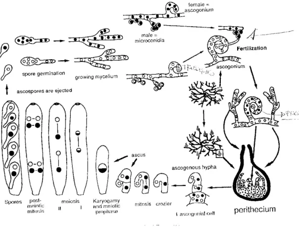 Figura 1- Ciclo sessuale di Cryphonectria parasitica. 