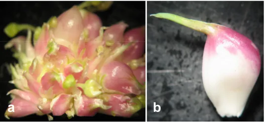 Fig.  4  –  Fiori  e  bulbilli  portati  dall’infiorescenza  in  aglio  Bianco  piacentino