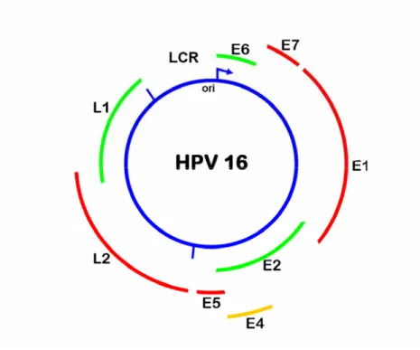 Fig. 2:  Organizzazione del genoma di HPV-16. 