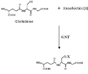 Fig. 5. Reazione enzimatica di addizione nucleofila catalizzata  dalle GST presenti nella cellula