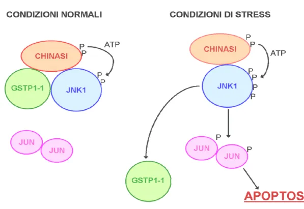 Fig. 6.  Regolazione del processo apoptotico mediato da GSTP1. In condizioni fisiologiche, GSTP1 si trova  anche in forma monomerica ridotta ed è quindi in grado di inibire JNK1 e la conseguente cascata apoptotica