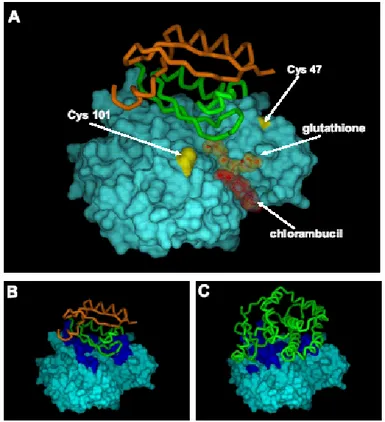 Fig. 8.   Modello  molecolare  dell’interazione tra il dimero del  dominio CR3 di E7 HPV-16 e la subunità monomerica  GSTP1