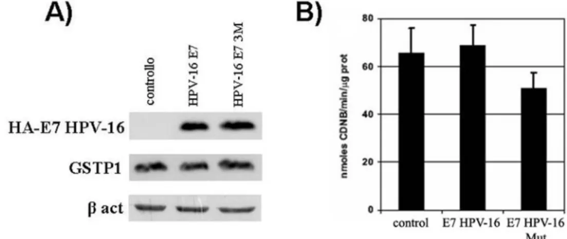 Fig. 10. Analisi dei livelli proteici e di attività enzimatica di  GSTP1 in cellule HaCaT infettate con E7