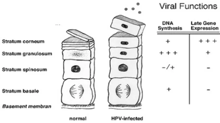 Fig. 1. Organizzazionedell’epitelio in relazione all’infezione virale. 