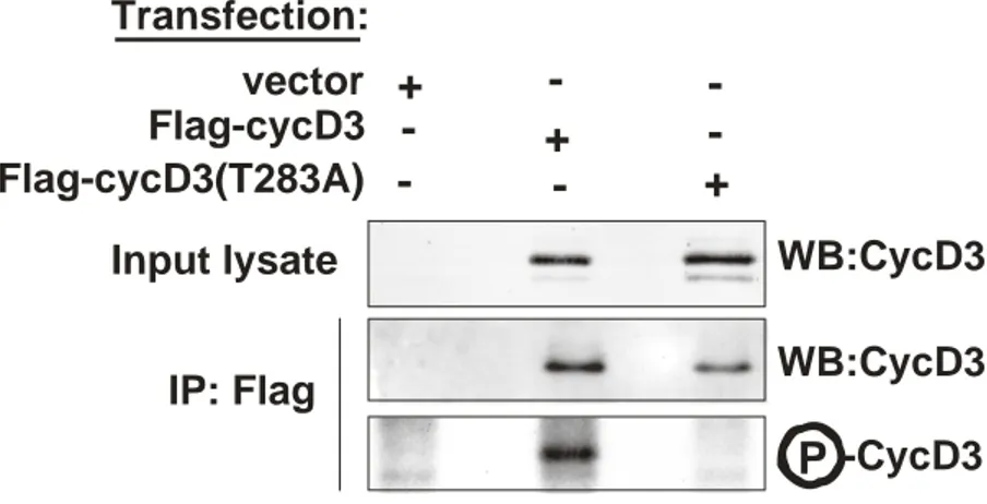 Figura 5: GSK-3 β fosforila la ciclina D3 sulla Thr-283.  Fibroblasti NIH3T3 sono stati trasfettati con 