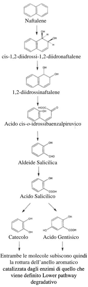 Figura  1.2.  Upper  pathway  proposto  per  la  degradazione  del  naftalene  da  parte  di  diversi ceppi batterici del genere Pseudomonas (Davies &amp; Evans 1964)
