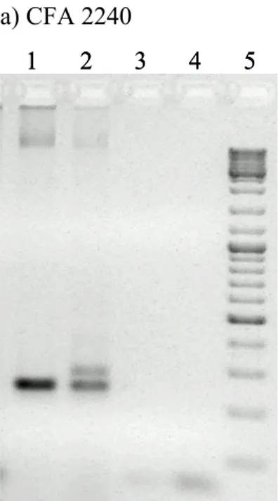 Fig. 7. Separazione su gel di agarosio a diverse concentrazioni dei prodotti PCR dei  marcatori utilizzati per la selezione di genotipi segreganti dall’incrocio tra i  ricombinanti R23-1 (P1) x R9-1 (P2)