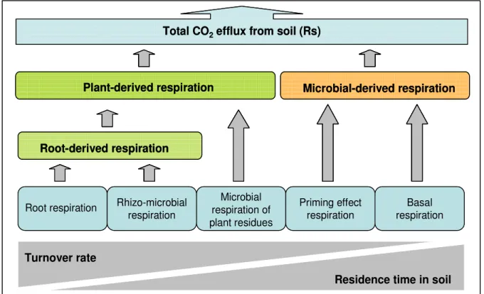 Fig. 4  Five main sources of soil CO 2  efflux from soil, ordered according  the turnover rates and residence time in 