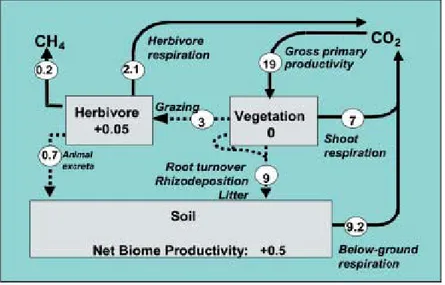 Fig. 6 Carbon cycle in grazed grassland. The main carbon fluxes (t C ha -1  yr -1 ) 
