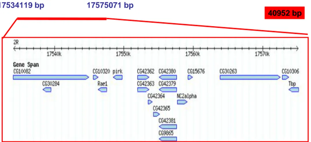 Fig.  7  Region  of  chromosome  2,  spanning  from  17534119  bp  to  17575071  bp,  and  genes  mapped  to  the  sequence  embedded in