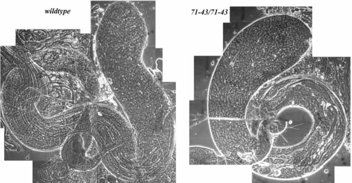 Fig. 8 In vivo whole testis. Phase contrast images. From left to right: wildtype and 71-43/71-43 testes