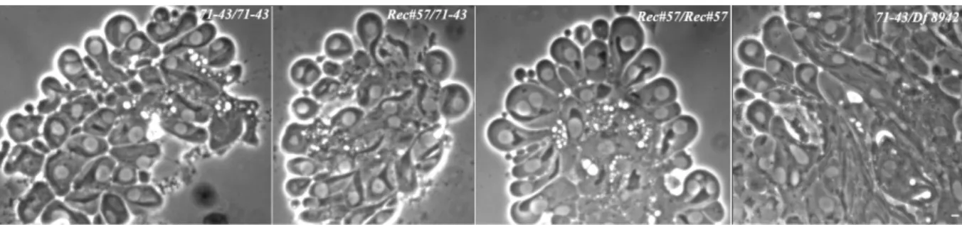 Fig. 10 In vivo cytological analysis by phase contrast microscopy.  Onion stage spermatids