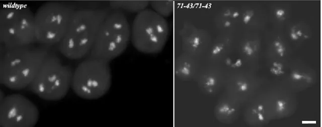 Fig.  14  Primary  spermatocytes  at  prometaphase  stage.  DAPI  staining  to  look  at  chromatin  conformation  and  spatial  distribution
