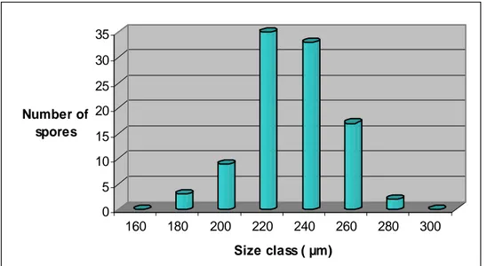 Figure 3.8: Distribution size diameter (µm) of the spores of Gigaspora albida. 