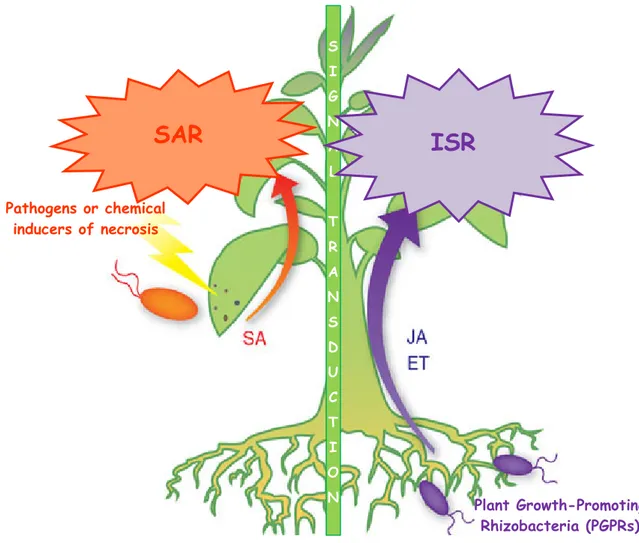 Fig. 1.41: Systemic resistance mechanisms in plants. Upon biotic or abiotic stresses mobile