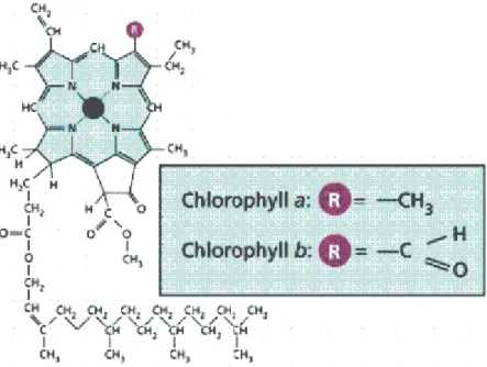 Figura 4. Struttura della clorofilla α e β