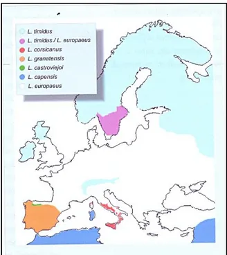 Figura 3 – Distribuzione in Europa delle specie del Genere Lepus (Trocchi e Riga 2005)