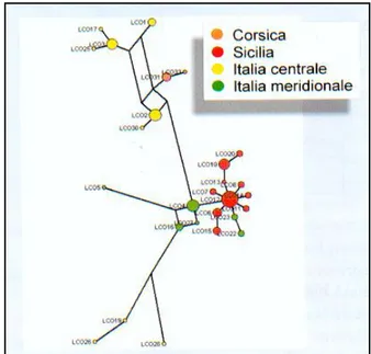 Figura  4 –  Relazioni  genealogiche  tra  gli  aplotipi  della  Regione  di  Controllo  illustrate  da  un  Median  Joining  Network