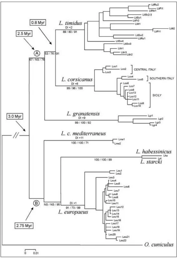 Figura 5 – Albero filogenetico del genere Lepus (Trocchi e Riga 2001). 