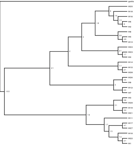 Fig 7 Cluster UPGMA basato sulla distanza di Nei (1972): dati mitocondriali (l’outgroup è rappresentato da Gadus)
