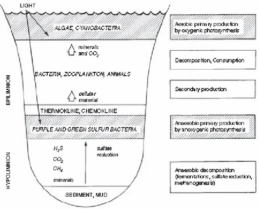 Figure 1. Diagram of production, consumption, and decomposition in an aquatic ecosystem with a chemocline 