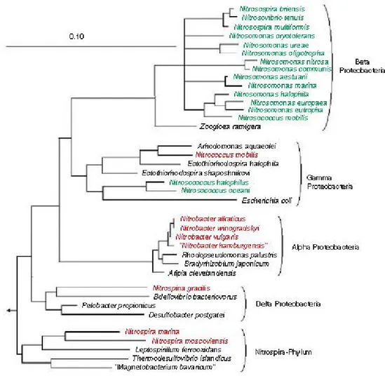 Figure  2.  16S  rRNA-based  tree  reflecting  the  phylogenetic  relationship  of  ammonia-  and  nitrite-oxidizing  bacteria