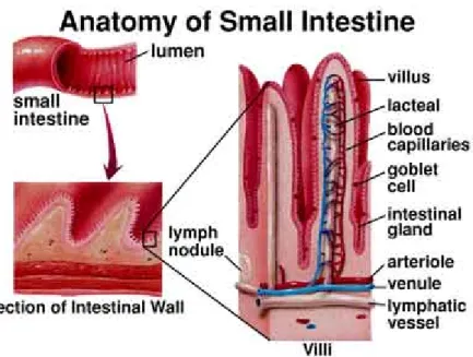 Fig 1 Anatomy of small intestine 