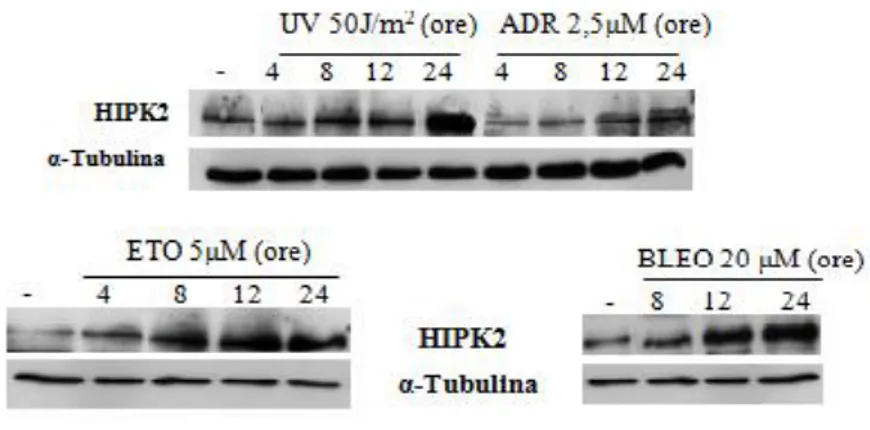 Figura 6 – Il trattamento con dosi letali di farmaci antineoplastici stabilizza la proteina HIPK2