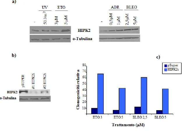 Figura 8 – HIPK2 è coinvolta nella risposta delle cellule tumorali prive di p53 ai farmaci antineoplastici