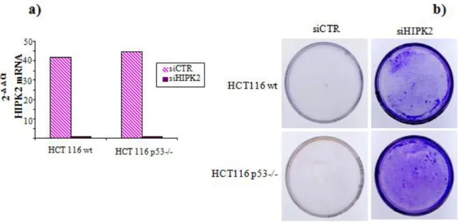 Figura  9  –  HIPK2  media  la  sensibilità  ai  farmaci  antineoplastici  attraverso  meccanismi  sia  dipendenti che indipendenti da p53