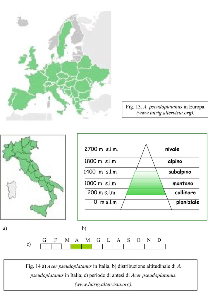 Fig. 14 a) Acer pseudoplatanus in Italia; b) distribuzione altitudinale di A.  pseudoplatanus in Italia; c) periodo di antesi di Acer pseudoplatanus