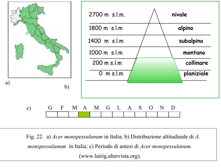 Fig. 22.  a) Acer monspessulanum in Italia; b) Distribuzione altitudinale di A.  monspessulanum  in Italia; c) Periodo di antesi di Acer monspessulanum