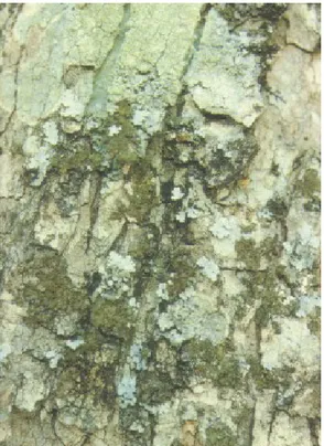 Fig.  23. Corteccia di Acer  obtusatum. Risultano evidenti le  desquamazioni in placche.
