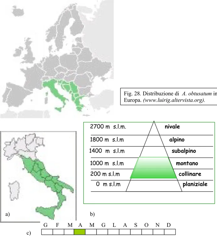 Fig. 29. Distribuzione di A. obtusatum in Italia  (a);  Distribuzione altitudinale di A