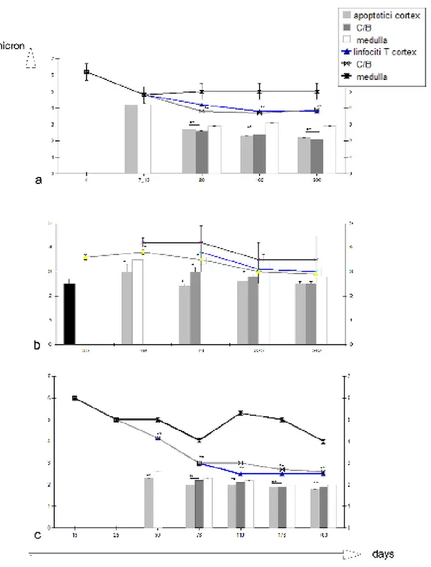 Figura  2.  Risultati  della  misurazione  dei  diametri  maggiori  (µm)  delle  cellule  apoptotiche  (barre)  e  non  apoptotiche  (linee)  del  timo  di  C.carpio  (a)  ,  D.labrax  (b)  e  E