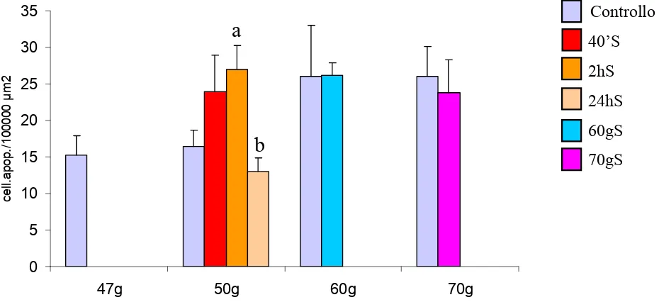 Figura 4. Variazione del numero di cellule apoptotiche nelle branchie durante e dopo lo stress termico