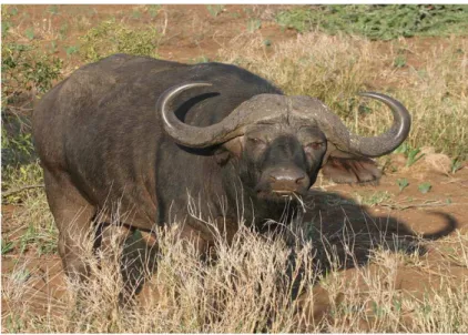 Figura 4. River buffalo 